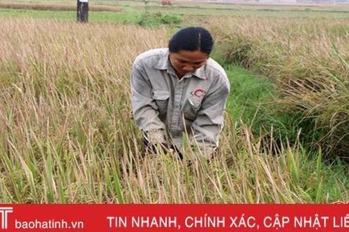 Vì sao nông dân Mai Phụ gặt... 'lúa lạ'?!