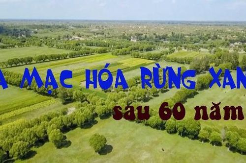 Xem nông dân Trung Quốc biến sa mạc khô cằn thành rừng xanh sau 6 thập kỷ