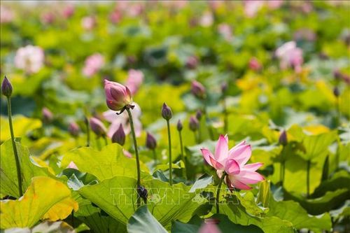 Ao Sen - điểm nhấn văn hóa du lịch quê Bác