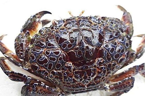 Nam thanh niên suýt mất mạng sau khi ăn 2 càng cua mặt quỷ