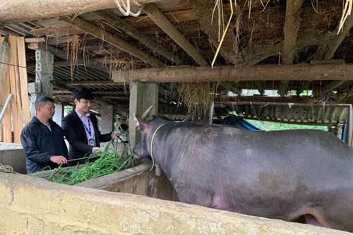 Lào Cai: Làm giàu từ nghề 'vỗ béo' trâu