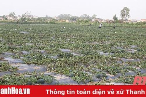 Dưa hấu Nga Sơn mất mùa