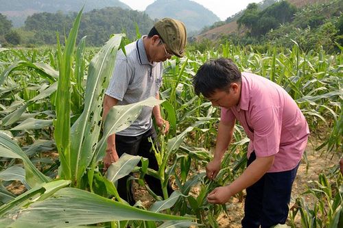 Ðảng bộ Pú Nhung gắn công tác xây dựng Ðảng với phát triển kinh tế