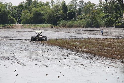 Nông dân cần chú ý phòng dịch, hại cho lúa hè thu
