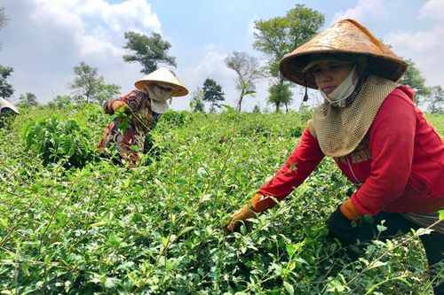 Hướng đến thương hiệu dược liệu Chư Sê