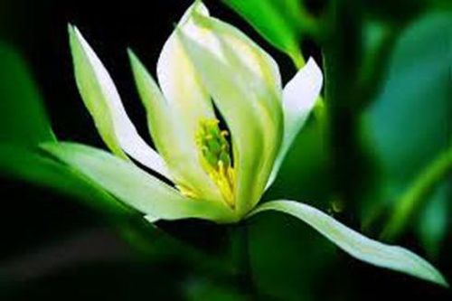 Lợi ích từ hoa ngọc lan