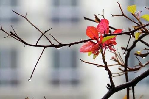 Thời tiết 11-5: Bắc bộ giảm nhiệt, đề phòng mưa dông trên diện rộng