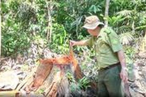Lâm tặc mở đường vào rừng đốn hạ hàng chục cây gỗ