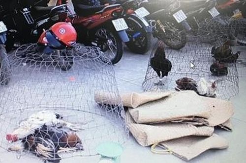 'Sòng gà' quy mô lớn trong vườn cao su