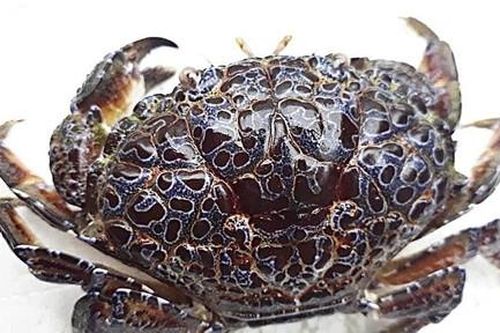 Suýt mất mạng vì ăn cua mặt quỷ