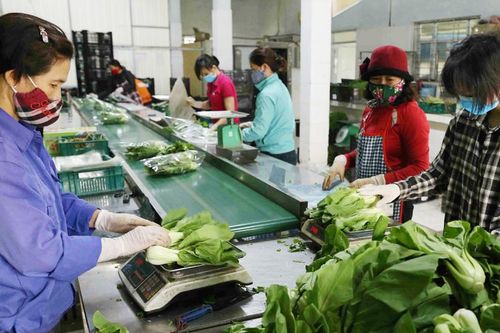 Chuỗi liên kết sản xuất tiêu thụ nông sản: 'Chìa khóa' thúc đẩy tăng trưởng