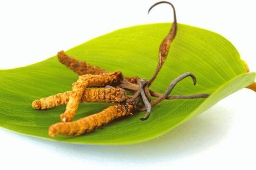 Tăng cường sức đề kháng trong đại dịch COVID-19 từ đông trùng hạ thảo