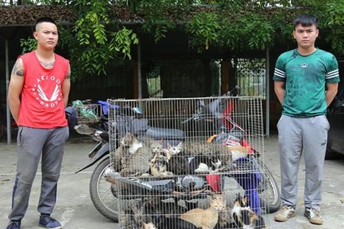 Hàng chục 'tiểu hổ' được giải cứu trước khi vào nhà hàng