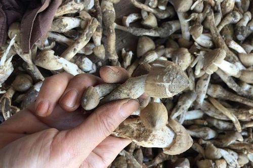 TP Hồ Chí Minh: Nấm mối đầu mùa giá cao chót vót vẫn không có bán
