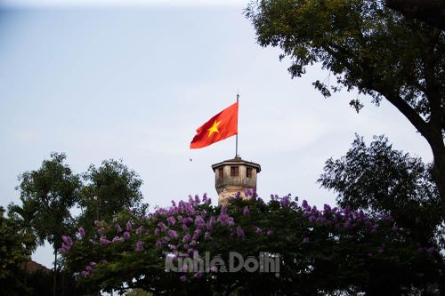 Hà Nội 'thay áo' vào Hè nhờ sắc tím bằng lăng