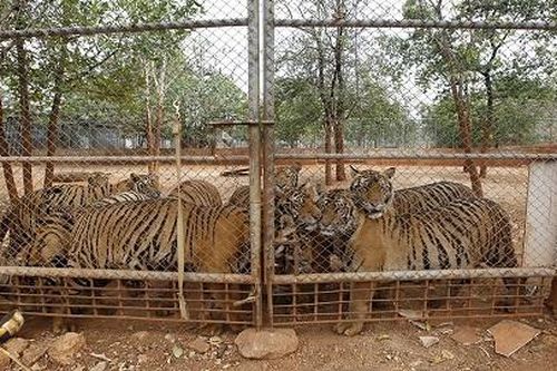 Kêu gọi ngừng buôn bán động vật hoang dã để ngăn đại dịch như COVID-19