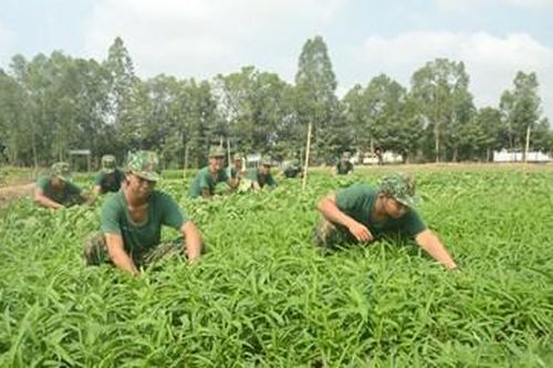 Bảo đảm đủ rau ăn trong mùa hạn