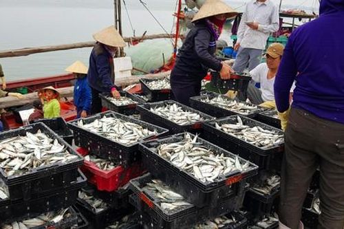 Động viên ngư dân bám biển, khai thác bình thường