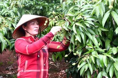 Đánh thức thị trường tiêu thụ vải thiều trong nước
