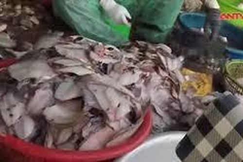 Rùng mình cá nguyên liệu bẩn vào hàng quán