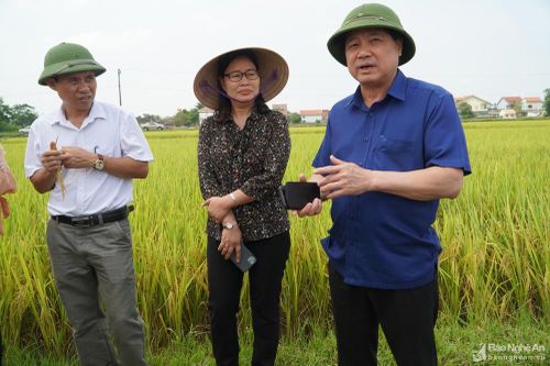 Thứ trưởng Bộ Nông nghiệp kiểm tra mô hình cánh đồng lớn tại Nghệ An