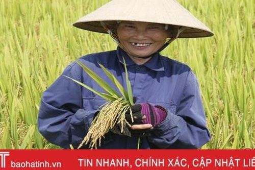 3 giống lúa mới trĩu bông trên cánh đồng Hương Khê