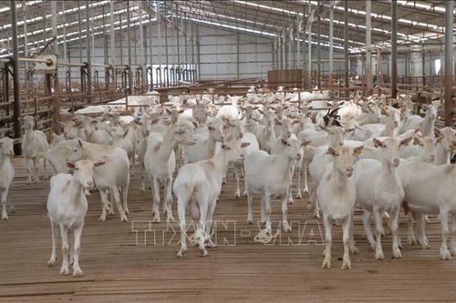 Kỳ vọng ở trang trại dê sữa lớn nhất Việt Nam