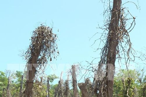 Chuyển đổi cơ cấu cây trồng hiệu quả trên đất trồng tiêu