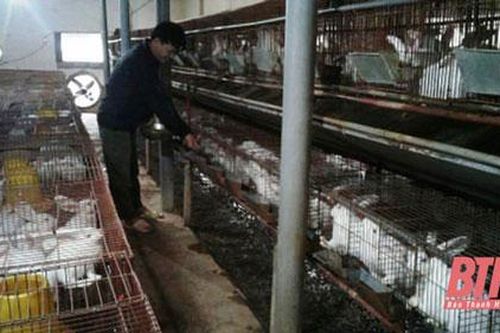 Thanh Hóa: Làm giàu từ mô hình nuôi thỏ