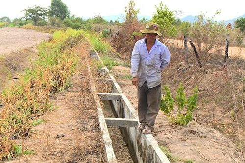 Krông Pa: Ruộng mía cạnh công trình thủy lợi nhưng thiếu nước