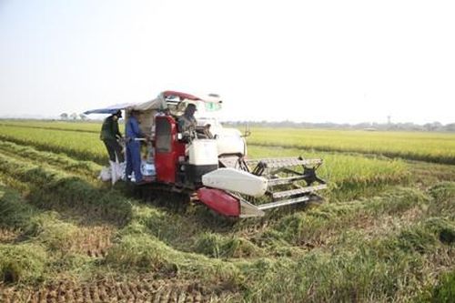 Gia Viễn: Thu hoạch 400 ha lúa ngoài đê
