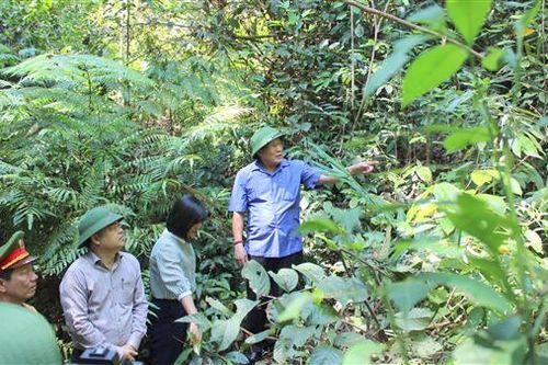 Kiểm tra công tác bảo vệ và phòng chống cháy rừng ở Vĩnh Linh