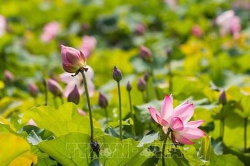 Ao Sen - điểm nhấn văn hóa du lịch quê Bác