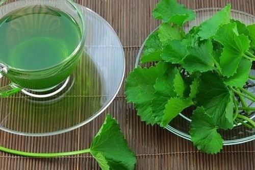 Rau má là tiên dược trời ban, là vàng trên mặt đất