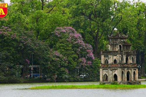 Hoa bằng lăng nhuộm tím phố phường Hà Nội