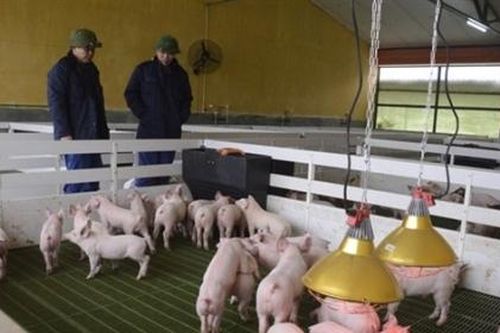 Sẽ không có 'hạn ngạch' đối với lợn giống nhập khẩu