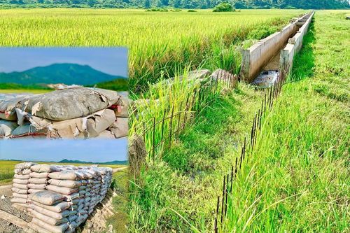 Nhà thầu 'bặt vô âm tín', hàng chục tấn xi măng hóa đá giữa cánh đồng