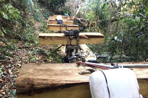 Bắt đối tượng thuê người khai thác gỗ lúc rạng sáng