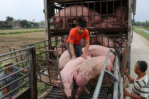Sớm đưa giá lợn hơi giảm về mức khoảng 60.000 đồng/kg