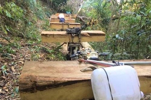 Khởi tố, bắt giam đối tượng ứng tiền cho 'lâm tặc' phá rừng