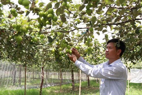 Ninh Thuận áp dụng biện pháp tăng sức cạnh tranh cho giống táo mới