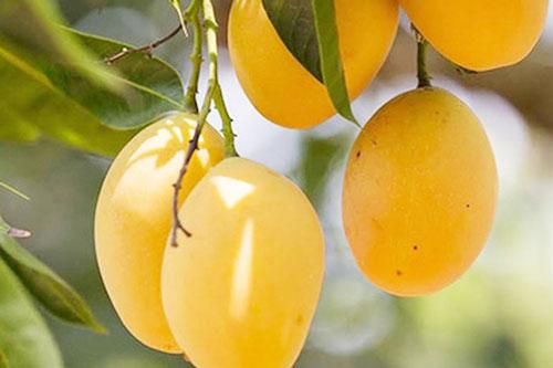 Bến Tre: Xoài tứ quý 'lên đời' trên vùng đất giồng cát