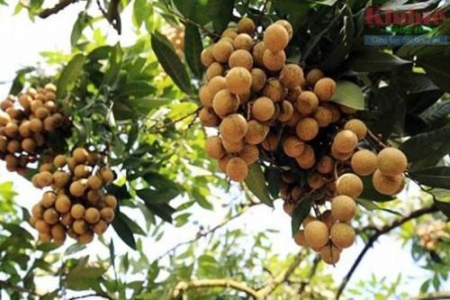 Hưng Yên: 'Trái ngọt' từ trồng nhãn VietGAP