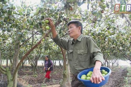 Thái Bình: Làm giàu từ 'táo đào vàng'