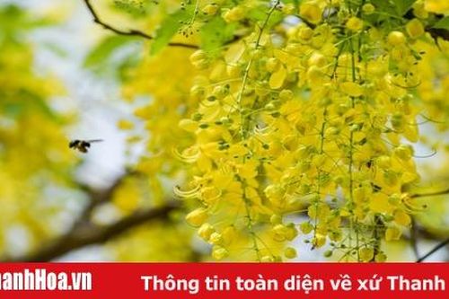 TP Thanh Hóa quyến rũ những sắc hoa vào hạ