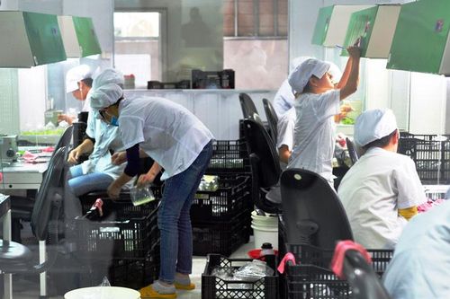 Nhiều 'rào cản' mở rộng ngành invitro số 1 Đông Nam Á