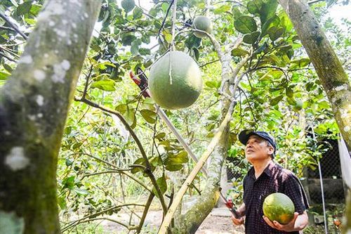 Bí thư chi bộ giàu nhiệt huyết