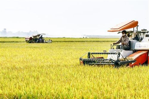 Sản lượng lúa vụ đông xuân đạt 153.854,3 tấn