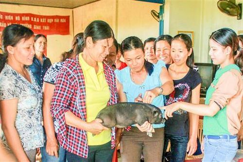 Tỉ lệ tiêm phòng cho gia súc, gia cầm còn thấp
