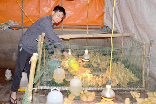 Sơn Dương phát triển kinh tế trang trại